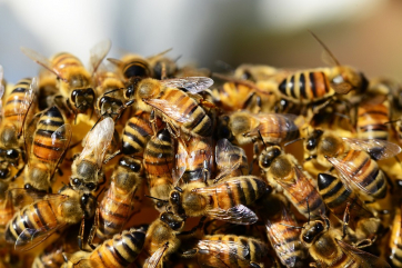 Учёные изобрели защиту от пестицидов для пчёл